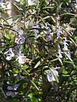 Romarin (01) (Photo F. Mrugala)